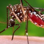 El dengue en Guatemala ha aumentado 150% en comparación con el 2022, ha causado 22 muertes y se registra una positividad de 33%