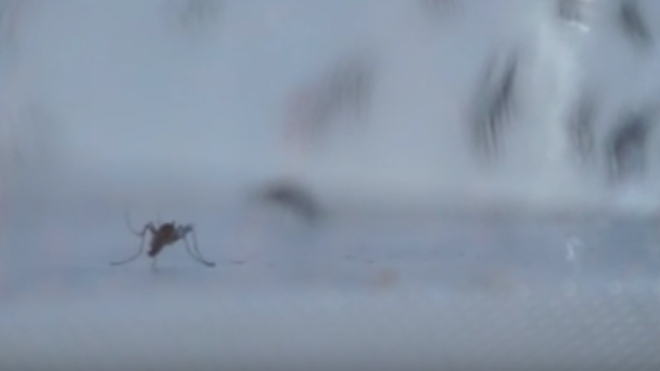 Mosquitos transgénicos