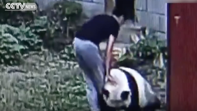 VIDEO: Un panda gigante inmoviliza a un turista