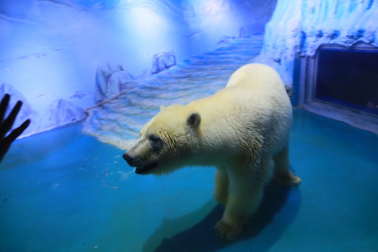 Casi un millón de firmas para salvar al oso polar “más triste del mundo”