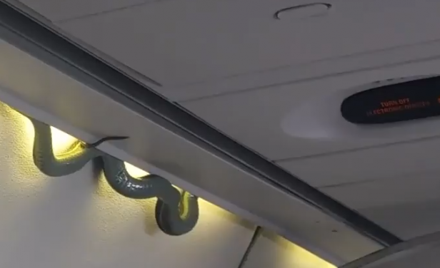 Vuelo Película Serpientes; pasajero inesperado