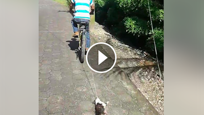 Video viral maltrato animal