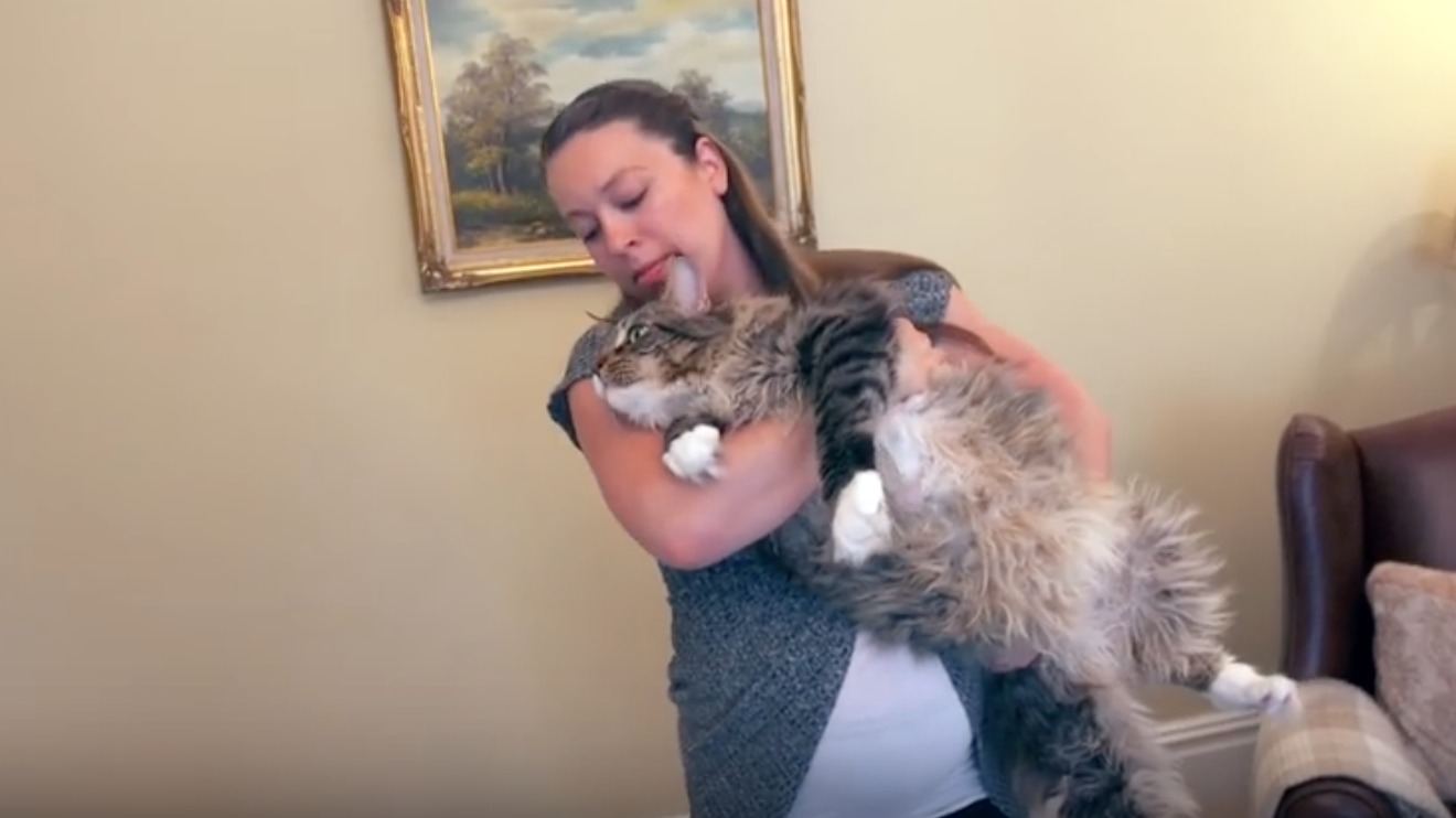 VIDEO: Ludo, el gato más grande del mundo