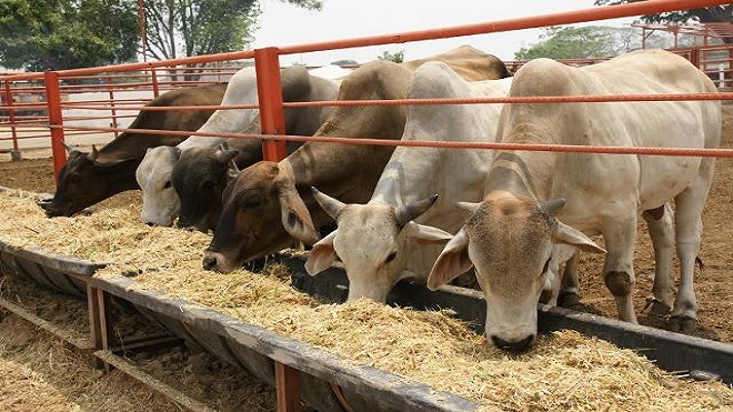ganaderos, ganado, vacas
