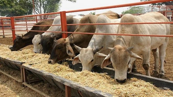 ganaderos, ganado, vacas