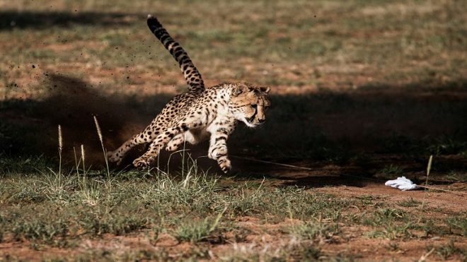Gianluigi GuerciaUn guepardo que vive en cautividad corre en el Fondo de Conservación de Guepardos de Otjiwarongo, Namibia, el 18 de febrero de 2016