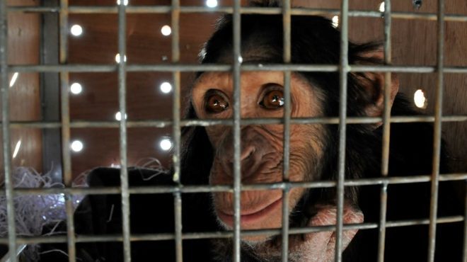 “El chimpancé de los selfis” de Irak se refugia en&hellip;