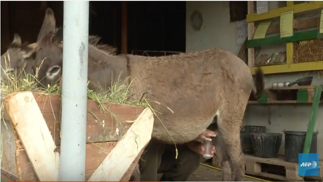 Leche burro, niños AFP