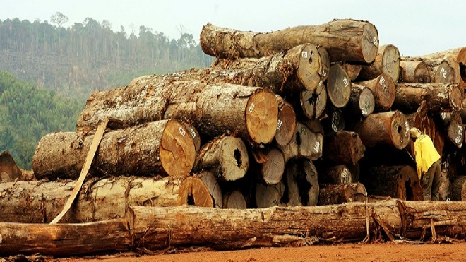 sector forestal dólar