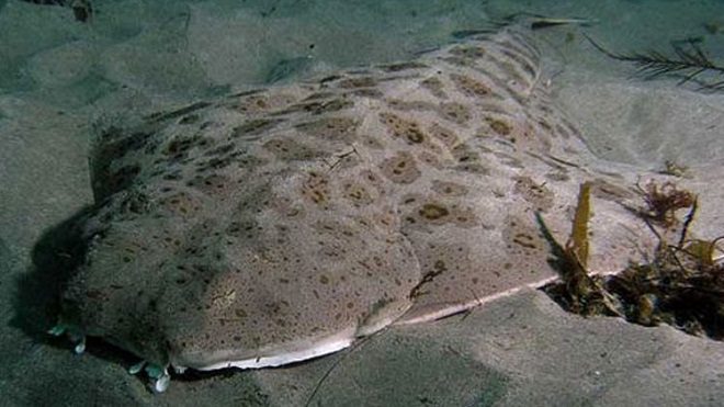 tiburón marino que se camuflajea