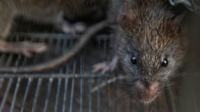 ratas africanas gigantes