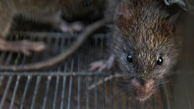 ratas africanas gigantes