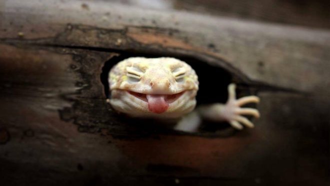 Fotos MUHAMMAD ROEM El fotógrafo Roem confiesa que esta imagen de una lagartija con la lengua afuera es su favorita.