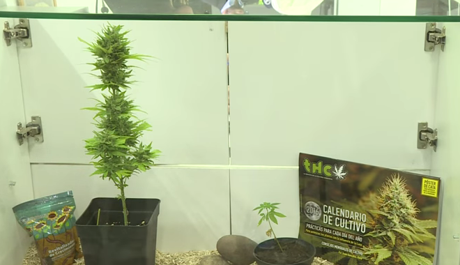 marihuana