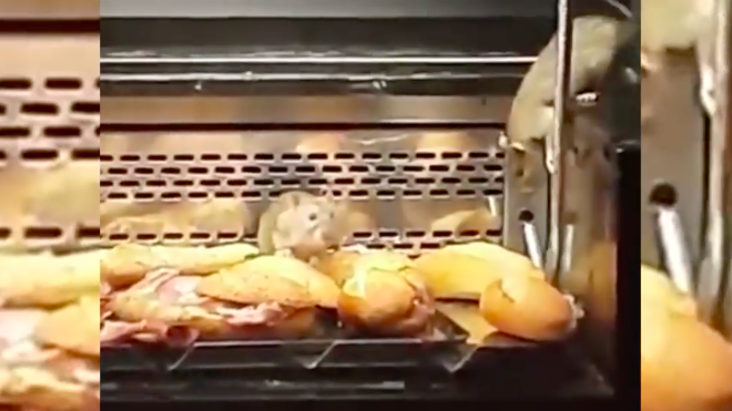 Ratas pasean en mostrador de panadería