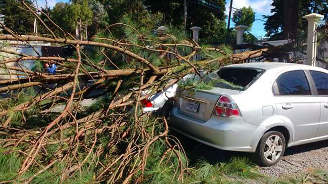 Un árbol cae sobre un automóvil por los fuertes vientos