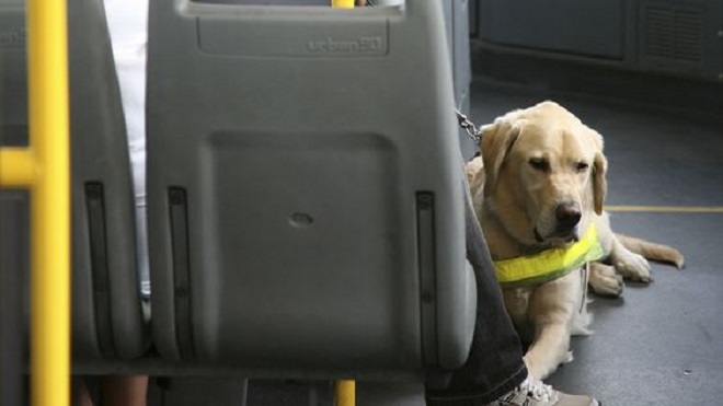 Prohibidas las gallinas y perros en el transporte público