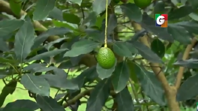 Canyon Group: Aguacates de Otto Pérez Molina se quedan sin dueño