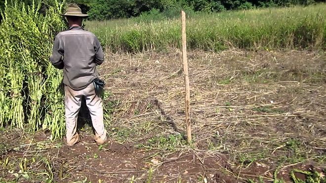 Bajo precio de ajonjolí pone en riesgo a productores guatemaltecos