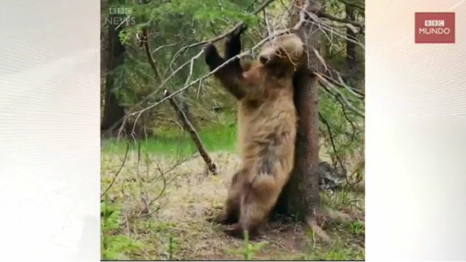 Baile sensual de osos en la serie Planet Earth II que nos hizo reír en 2016