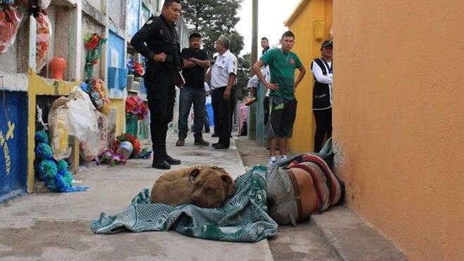 Asesinan a hombre en el cementerio de Sanarate, su perro cobijó su cuerpo