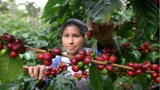 Guatemala proyecta una caída de 10% de su actual cosecha de café