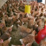 Qué dice Salud de los síntomas de la gripe aviar H5N1 y sobre los productos de consumo humano