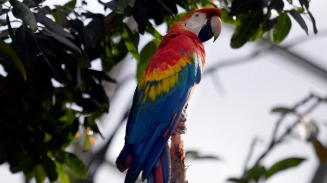 AFP/Archivos / Martin BureauUn loro en un zoológico de París, el 8 de abril de 2014