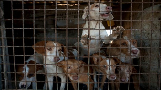 AFP/Archivos / Jorge GuerreroUn grupo de perros encerrados en una jaula en una perrera de San Roque, el 19 de junio de 2015