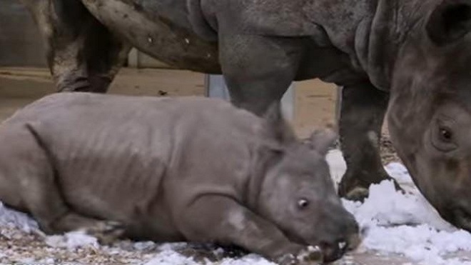 VIDEO muestra la reacción de un rinoceronte bebé al tocar la nieve por primera vez