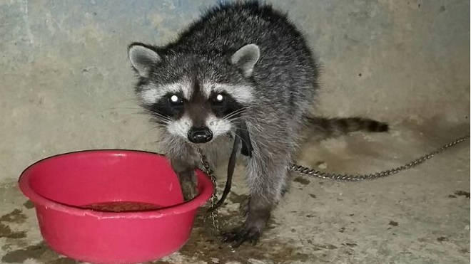 MP rescata animales en peligro de extinción