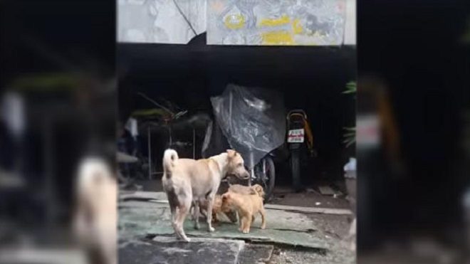 Siguió a una perra al que acaba de alimentar y se lleva una sorpresa, al ver que pese a vivir en la calle el instinto materno en más fuerte que el hambre.