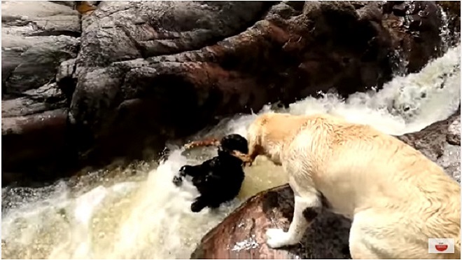 perro-salva-a-su-amigo