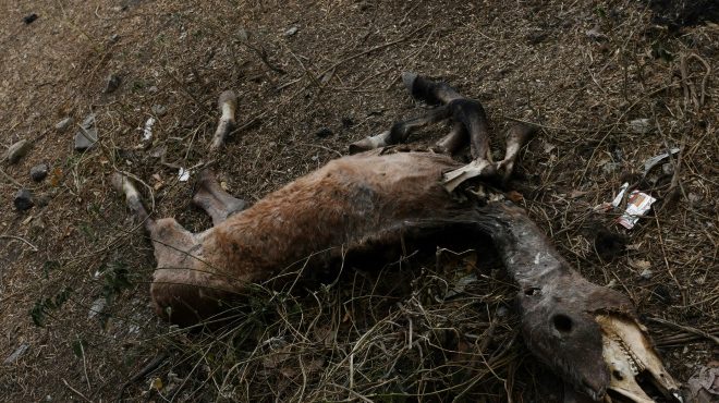 AFP / Marvin RecinosRestos de un caballo en la vera del río Lempa en Ocotepeque, a 400 km al oeste de Tegucigalpa, el 4 de febrero de 2017