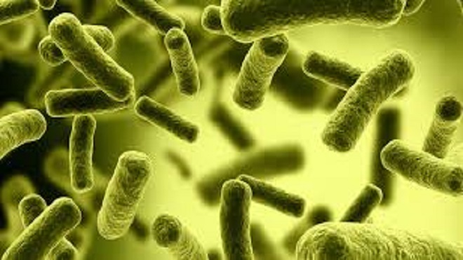 Superbacterias resistentes a los antibióticos