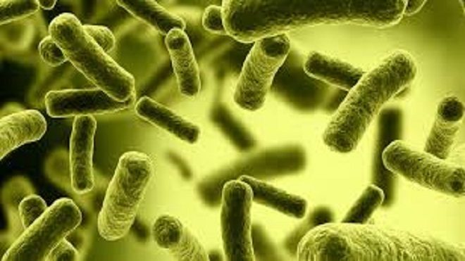 Superbacterias resistentes a los antibióticos
