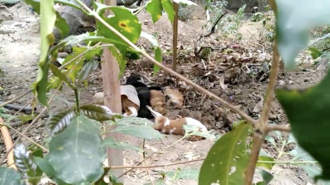 [VÍDEO] Matanza de perros en Sololá ¿Quién es el responsable?