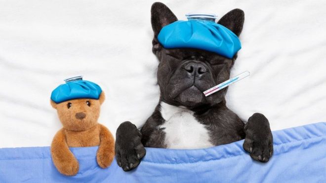 5 enfermedades que las mascotas comparten con los humanos