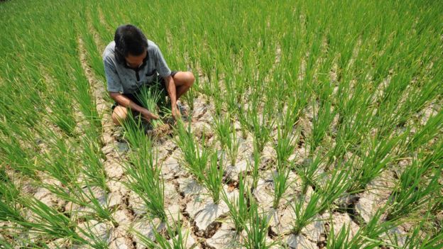 América Latina puede asegurar la alimentación del mundo, dice jefe del IICA