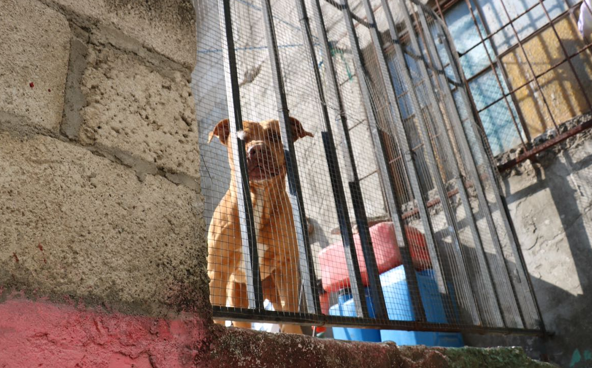 Pitbull ataca a hombre en la zona 7