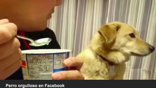 Video viral de perro hambriento