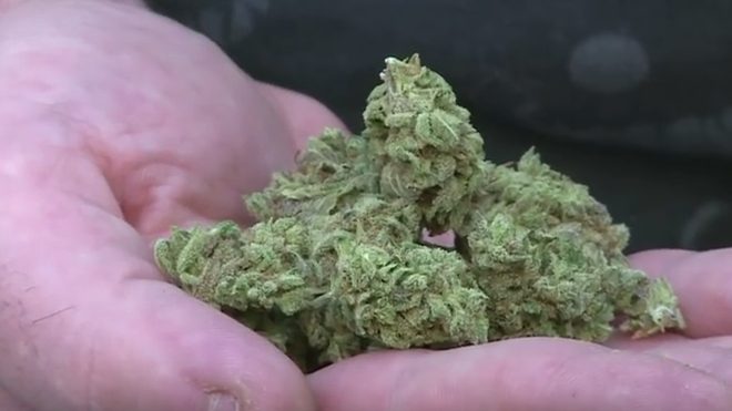 juez autoriza legalizacion marihuana medicinal