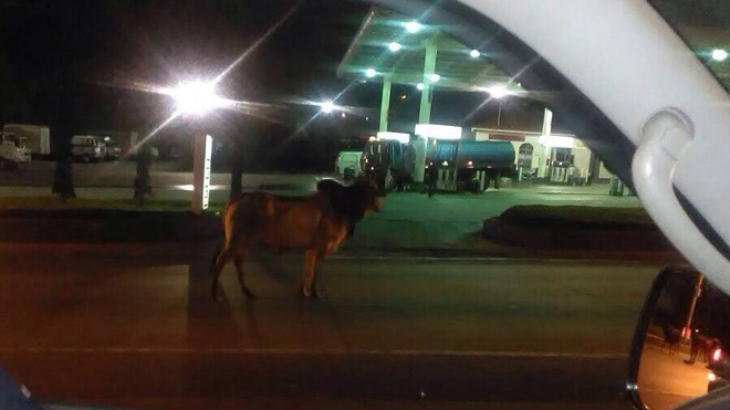 Vacas vagan por Ruta al Atlántico
