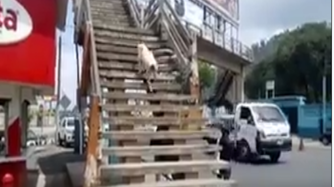 Si este perro en Chimaltenango usa la pasarela ¿por qué las personas no? [VIDEO]