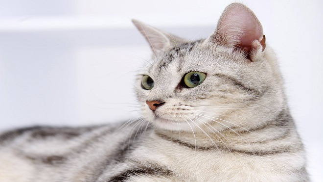 En Un Show con Tuti platicamos sobre ¿qué tan bien conoces a tu gato?