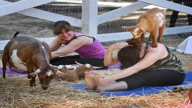yoga con cabras