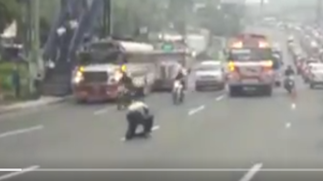 Agente de PMT en Villa Nueva rescata a un perro que fue atropellado [VIDEO] 