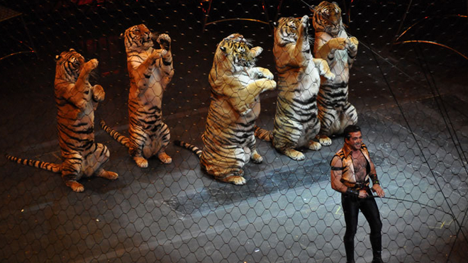 prohiben animales salvajes en circos