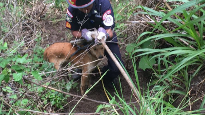 Bomberos Municipales de #Mixco rescatan de un barranco a Tomy [GALERÍA]