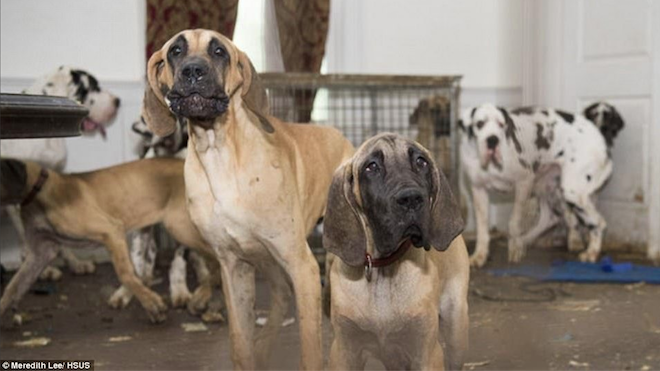 84 perros gran danés fueron rescatados en Estados Unidos.